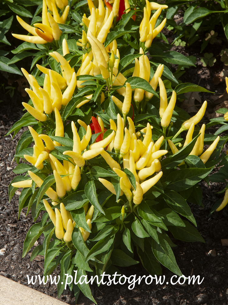 Chilly Chili'i Pepper (Capsicum annuum) Plants To Grow Plants